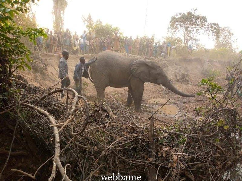 SAKI STRAY ELEPHANT: FULL TEXT OF THE PETITION BY CONCERN SAKI INDIGENES TO ENGR SEYI MAKINDE OVER STRAY ELEPHANT ALLEGEDLY SOLD BY SAKI WEST CHAIRMAN TO UI TEAM PLUS UNANSWERED QUESTIONS BY HON SARAFADEEN OMIRINDE